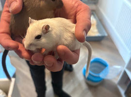Pair of Gerbils with cage