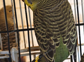 Black mutation budgies
