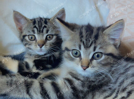 Kittens.