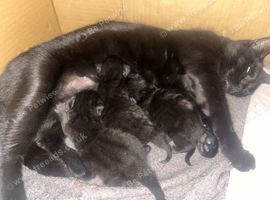 Kittens