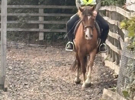 Registered new Forrest gelding