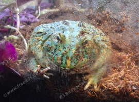 Large Pac Man Frog & Enclosure