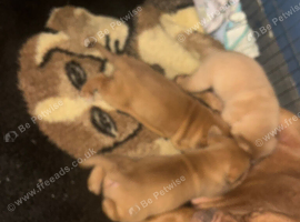 Dogue de Bordeaux puppys