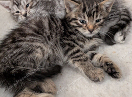 Bengal cross kittens ready now