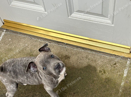 Staffy x patterdal