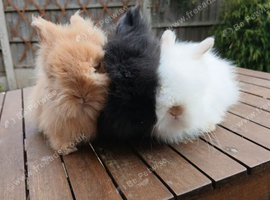 Beautiful dm lionheads to reserve