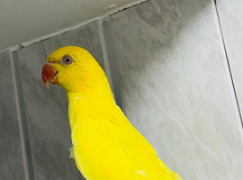Yellow Ringneck parrot for sale