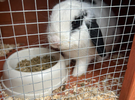 Looking to rehome this 1 year old male rabbit with his hutch
