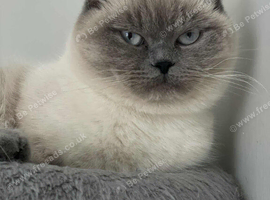 Scottish straight for adoption