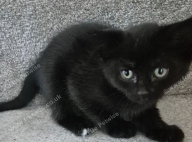 2 female kittens for sale