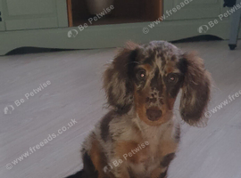 Miniature longhair female
