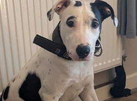 Greyhound bull for rehoming