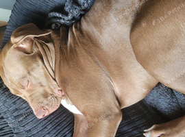 Presa canario