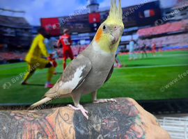 cockatiels for sale