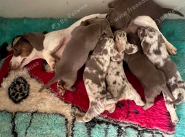 Females and males miniature dachshunds