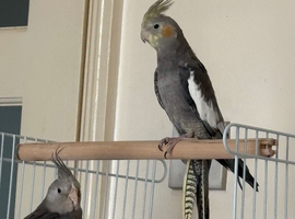 For sale white face male cockatiel