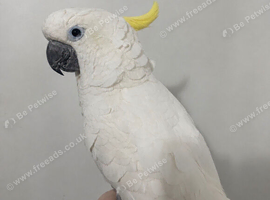 Young sulphur crested cockatoo silly tame talking