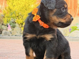 Ready to Go - Fluffy Rottweiler Puppies