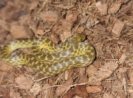 Cb2026 Magagascan cat eyed snakes