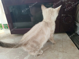 4 lovely bengal kittens 3 boys 1 girl