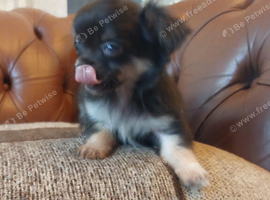 Beautiful long hair chihuahuas #last boy