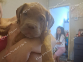 8 week old puppy absoloutly stunning blue eyes