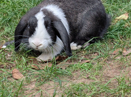Stunning Mini Lops Ready Now