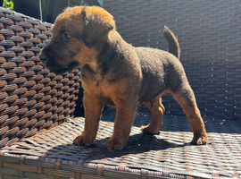 Lakeland terrier male