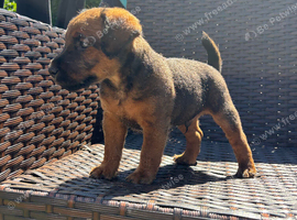 Male lakey pup