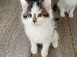 Five very cute kittens