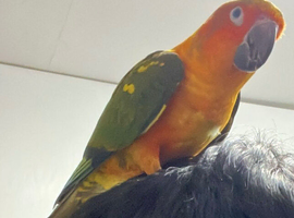 8 month old sun conure for sale