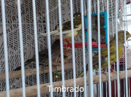 Six Spanish Timbrados For Sale.