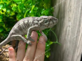 Blue Bar Panther Chameleon Female at Birmingham Reptiles