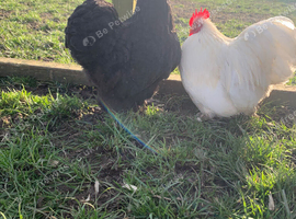 Mixed Pekin&rsquo;s hatching eggs