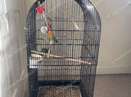 Lovebird with cage water thing food thing and with 3 perch's read description