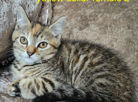 2 Brown tabby females left British blue shorthairs crossed