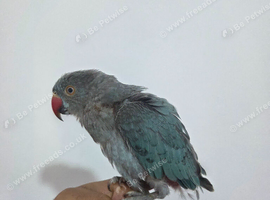 Free baby ringneck parrot with PBFD
