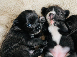 2 beautiful Chihuahua puppies