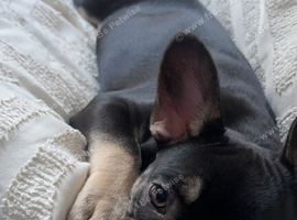 Beautiful Black & Tan French Bulldog &ndash; Loving Family Dog