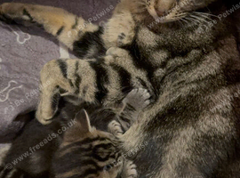 1/2 bengal kitten