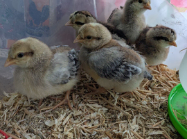 3 approximately 3 week old cream legbar cockerel chicks