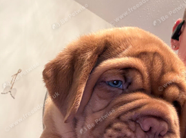 Dogue de Bordeaux puppies