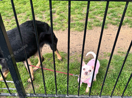 4 year old female chihuahua