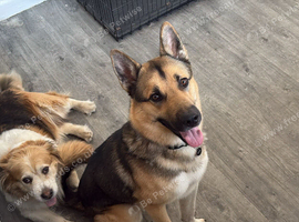 German shepherd x husky