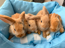 Baby bunnies ready to go.
