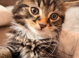 Beautiful kittens needing A* homes