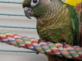 Baby conure for sale