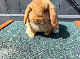 Cinnamon Buck mini Lop