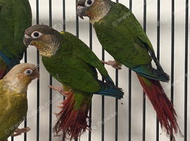 Hand Reared Stunning Young Conures