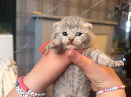 9 beautiful British shorthairs